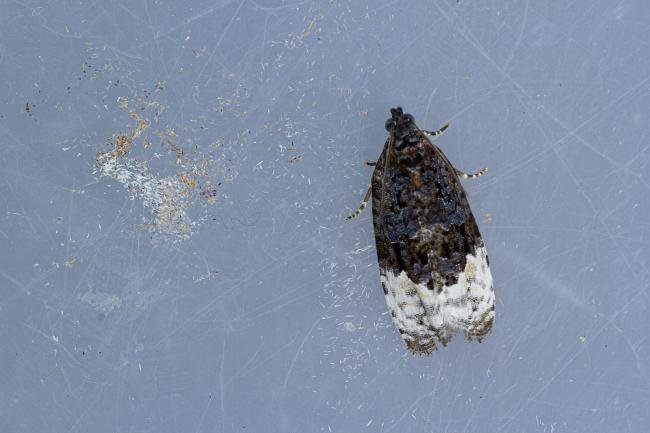 Apotomis betuletana, adult. Waldridge Fell, 03-08-2022. Copyright Christopher Blakey.