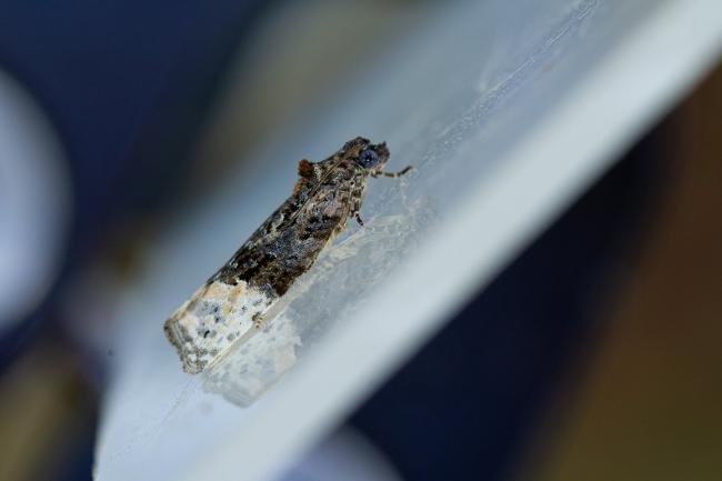 Apotomis betuletana, adult. Waldridge Fell, 03-08-2022. Copyright Christopher Blakey.