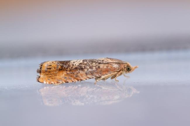 Cydia amplana, adult. Taken outside Durham (West Sussex), 16-08-2022. Copyright Christopher Blakey.