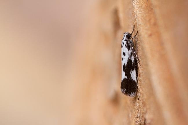 Ethmia quadrillella, adult. Taken outside Durham (West Sussex), 16-08-2022. Copyright Christopher Blakey.