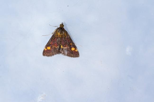 Pyrausta aurata, adult. Taken outside Durham (West Sussex), 16-08-2022. Copyright Christopher Blakey.
