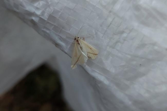 Vestal (Rhodometra sacraria), adult. Taken outside Durham (West Sussex), 19-08-2022. Copyright Christopher Blakey.