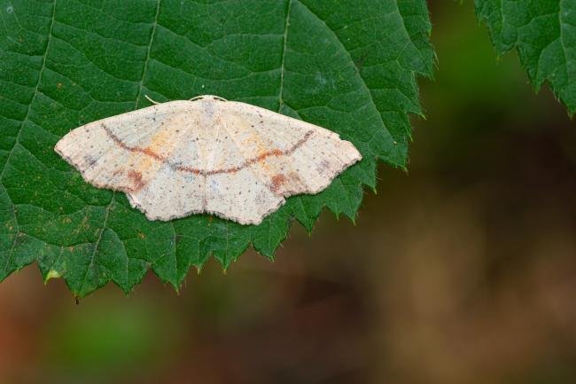 Maiden's Blush (Cyclophora punctaria), adult. Taken outside Durham (West Sussex), 19-08-2022. Copyright Christopher Blakey.