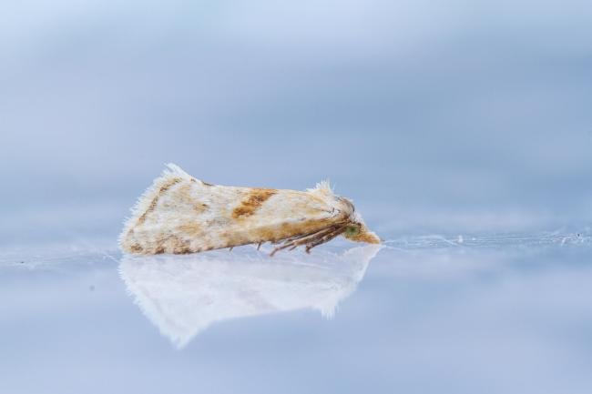 Cochylimorpha straminea, adult. Framwellgate Moor, 24-08-2022. Copyright Christopher Blakey.
