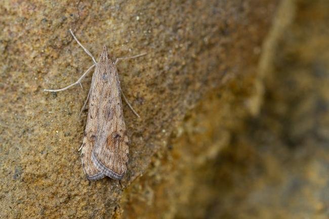 Rush Veneer (Nomophila noctuella), adult. Blackhall Rocks, 14-09-2022. Copyright Christopher Blakey.