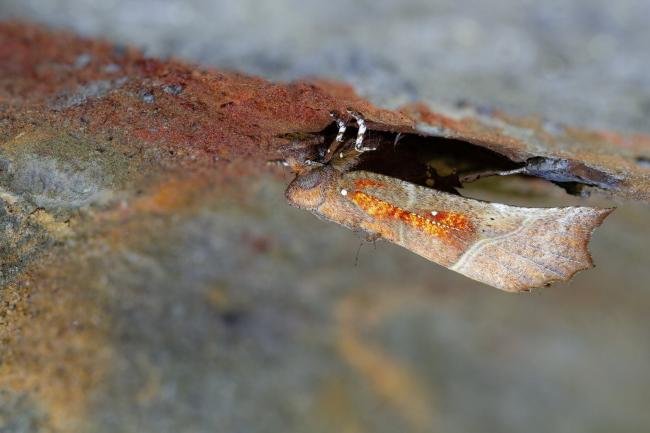 Herald (Scoliopteryx libatrix), adult. Castle Eden Dene, 29-09-2022. Copyright Christopher Blakey.