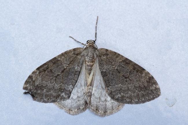 November Moth agg. (Epirrita dilutata agg.), adult. Waldridge Fell, 07-10-2022. Copyright Christopher Blakey.