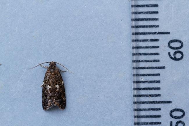 Olindia schumacherana, adult. Waldridge Fell, 07-10-2022. Copyright Christopher Blakey.