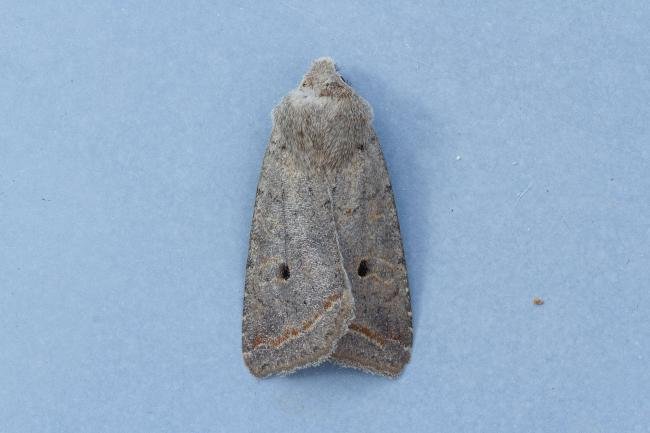 Red-line Quaker (Leptologia lota), adult. Framwellgate Moor, 22-10-2022. Copyright Christopher Blakey.