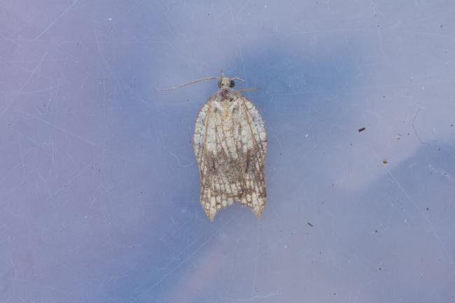 Acleris emargana, adult. Waldridge Fell, 29-10-2022. Copyright Christopher Blakey.