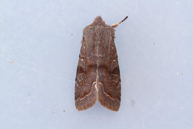 Clouded Drab (Orthosia incerta), adult. Framwellgate Moor, 21-02-2023. Copyright Christopher Blakey.