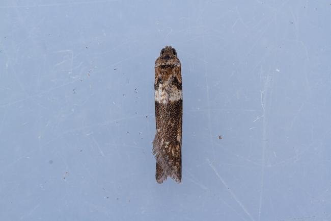 Tortricodes alternella, adult. Cater House Colliery, 21-02-2023. Copyright Christopher Blakey.
