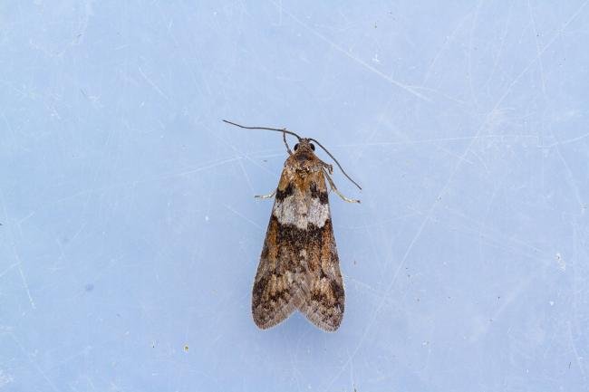 Tortricodes alternella, adult. Cater House Colliery, 21-02-2023. Copyright Christopher Blakey.