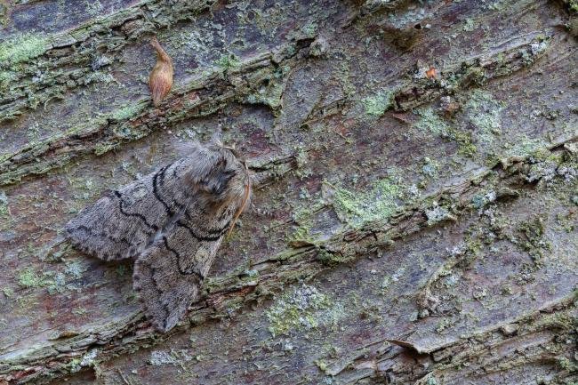 Yellow Horned (Achlya flavicornis), adult. Waldridge Fell, 17-03-2023. Copyright Christopher Blakey.