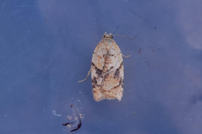 Acleris ferrugana/notana, adult. Waldridge Fell, 17-03-2023. Copyright Christopher Blakey.
