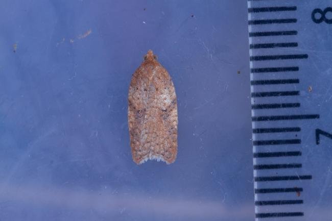 Acleris ferrugana/notana, adult. Waldridge Fell, 17-03-2023. Copyright Christopher Blakey.