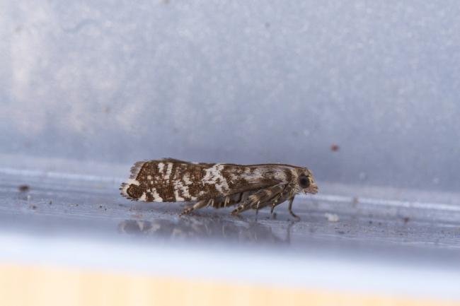 Epinotia tedella, adult. Framwellgate Moor, 19-03-2023. Copyright Christopher Blakey.