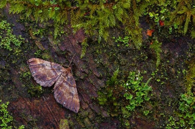 Shoulder Stripe (Earophila badiata), adult. Waldridge Fell, 29-03-2023. Copyright Christopher Blakey.