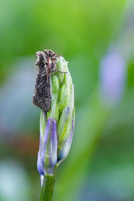 Frosted Green (Polyploca ridens), adult. Taken outside Durham (West Sussex), 07-04-2023. Copyright Christopher Blakey.