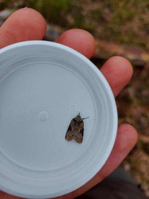 Oak Nycteoline (Nycteola revayana), adult. Low Redford Allotments, 17-04-2023. Copyright Christopher Blakey.