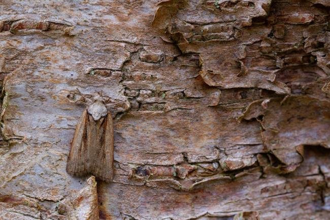 Oak Nycteoline (Nycteola revayana), adult. Low Redford Allotments, 17-04-2023. Copyright Christopher Blakey.