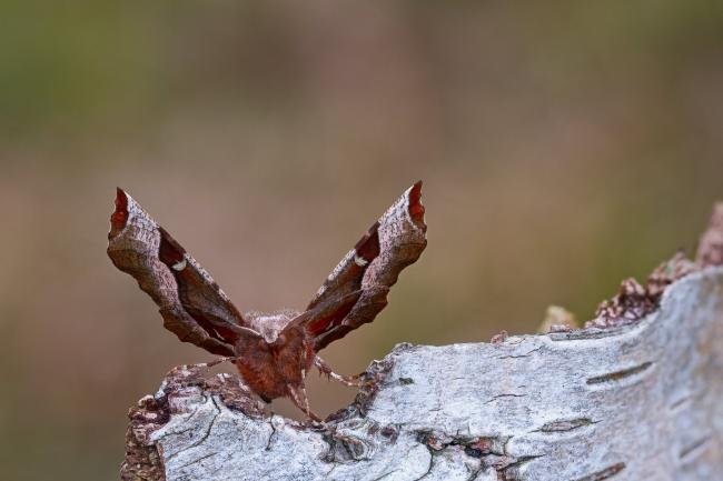 Purple Thorn (Selenia tetralunaria), adult. Low Redford Allotments, 17-04-2023. Copyright Christopher Blakey.