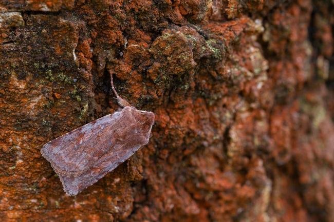 Red Chestnut (Cerastis rubricosa), adult. Low Redford Allotments, 17-04-2023. Copyright Christopher Blakey.