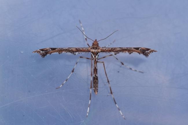 Beautiful Plume (Amblyptilia acanthadactyla), adult. Low Redford Allotments, 17-04-2023. Copyright Christopher Blakey.