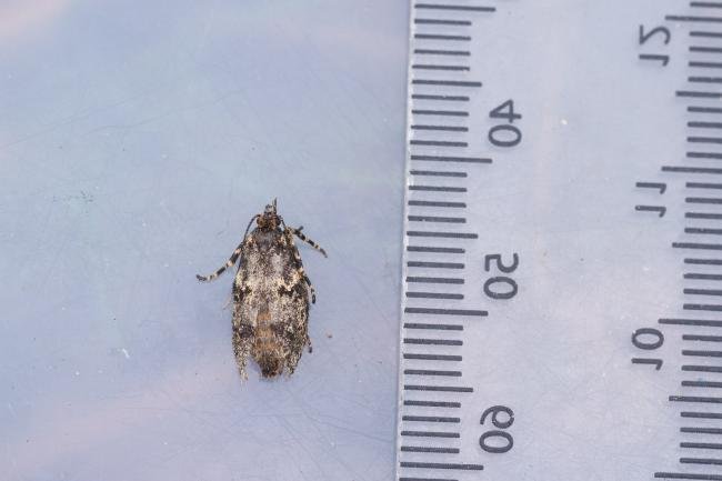 Diurnea fagella, adult, female. Low Redford Allotments, 17-04-2023. Copyright Christopher Blakey.