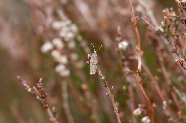 Acleris hyemana, adult. Waskerley Beck, 17-04-2023. Copyright Christopher Blakey.