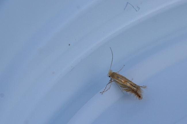 Phyllonorycter quercifoliella, adult. Cater House Colliery, 25-04-2023. Copyright Christopher Blakey.