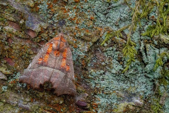 Herald (Scoliopteryx libatrix), adult. Waldridge Fell, 04-05-2023. Copyright Christopher Blakey.