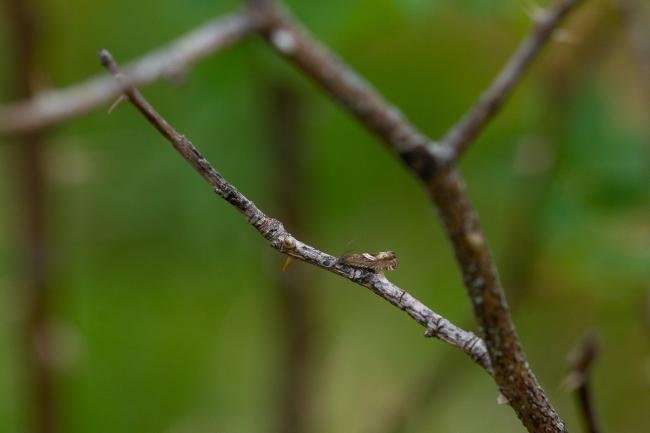 Grapholita jungiella, adult. Cater House Colliery, 06-05-2023. Copyright Christopher Blakey.