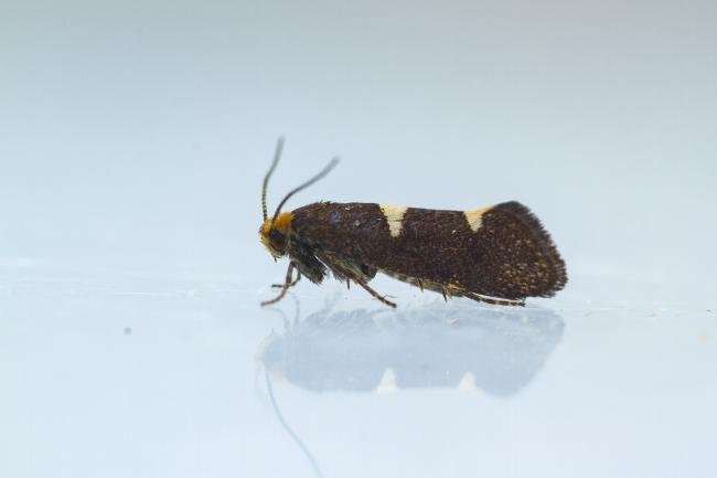 Incurvaria masculella, adult. Waldridge Fell, 12-05-2023. Copyright Christopher Blakey.