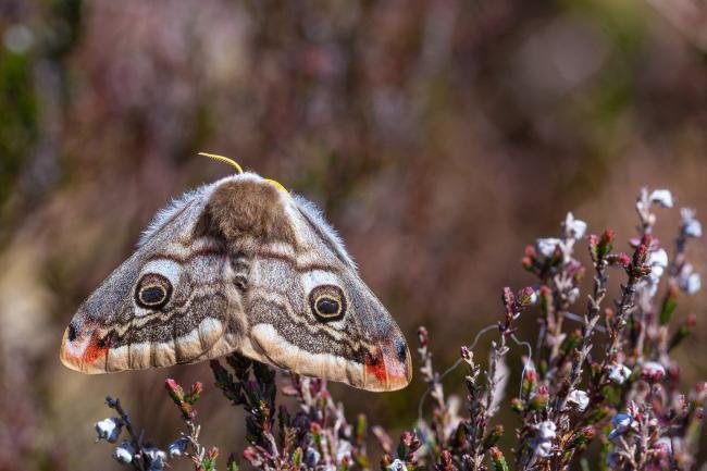 Emperor Moth (Saturnia pavonia), adult, female. Great Eggles Hope, 13-05-2023. Copyright Christopher Blakey.