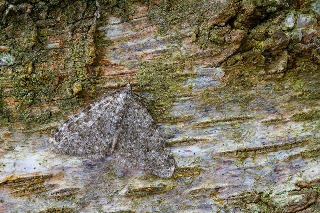 Striped Twin-spot Carpet (Coenotephria salicata), adult. Low Redford Allotments, 18-05-2023. Copyright Christopher Blakey.