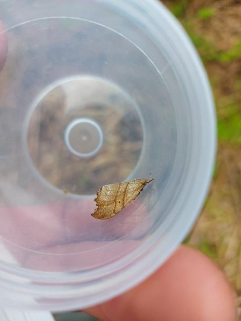 Scalloped Hook-tip (Falcaria lacertinaria), adult. Low Redford Allotments, 18-05-2023. Copyright Christopher Blakey.