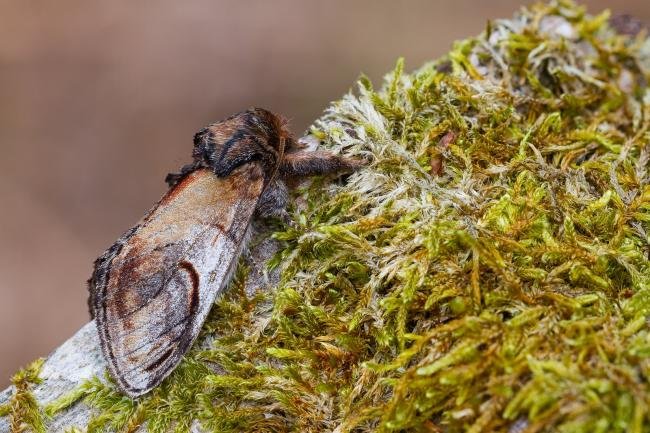 Pebble Prominent (Notodonta ziczac), adult. Low Redford Allotments, 18-05-2023. Copyright Christopher Blakey.