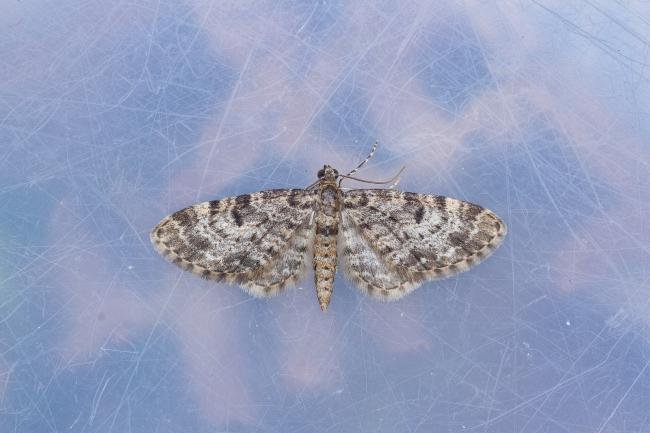 Dwarf Pug (Eupithecia tantillaria), adult. Low Redford Allotments, 18-05-2023. Copyright Christopher Blakey.