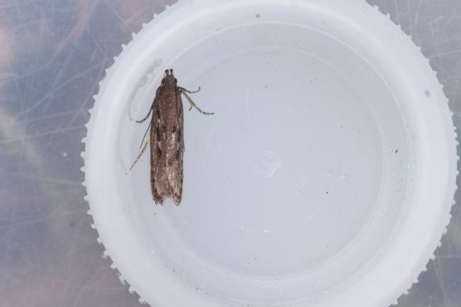 Neofaculta ericetella, adult. Low Redford Allotments, 18-05-2023. Copyright Christopher Blakey.