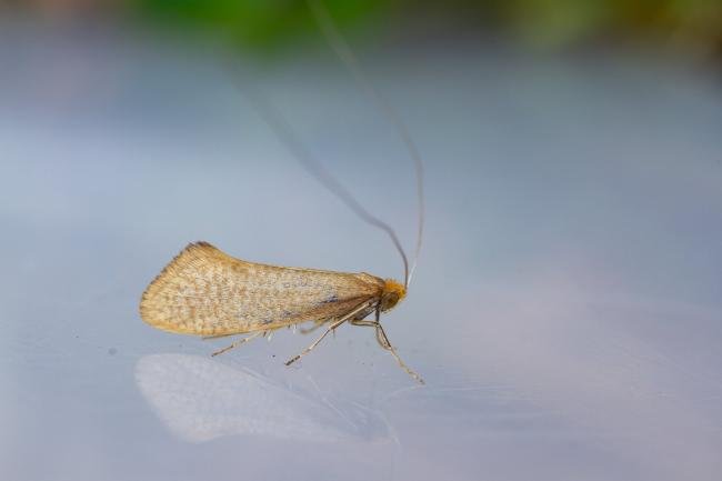 Nematopogon swammerdamella, adult. Low Redford Allotments, 18-05-2023. Copyright Christopher Blakey.