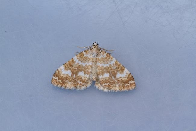 Sandy Carpet (Perizoma flavofasciata), adult. Framwellgate Moor, 21-05-2023. Copyright Christopher Blakey.