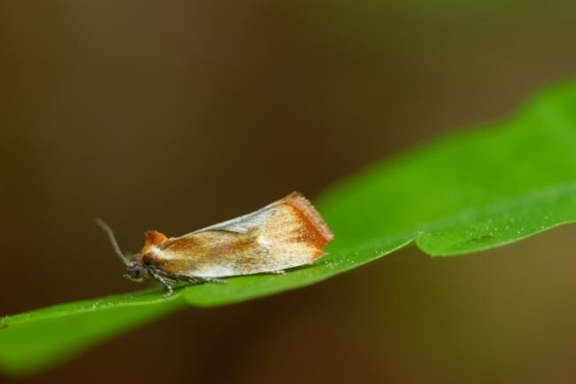 Eulia ministrana, adult. Waldridge Fell, 26-05-2023. Copyright Christopher Blakey.