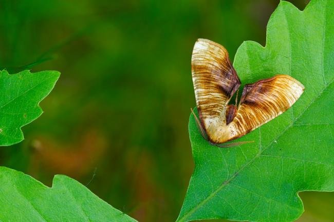 Scorched Wing (Plagodis dolabraria), adult. Waldridge Fell, 26-05-2023. Copyright Christopher Blakey.