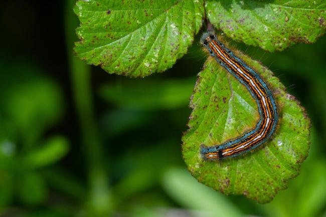 Lackey (Malacosoma neustria), larval. Taken outside Durham (West Sussex), 29-05-2023. Copyright Christopher Blakey.