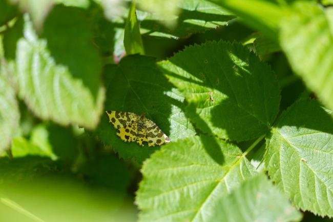 Speckled Yellow (Pseudopanthera macularia), adult. Taken outside Durham (East Sussex), 04-06-2023. Copyright Christopher Blakey.
