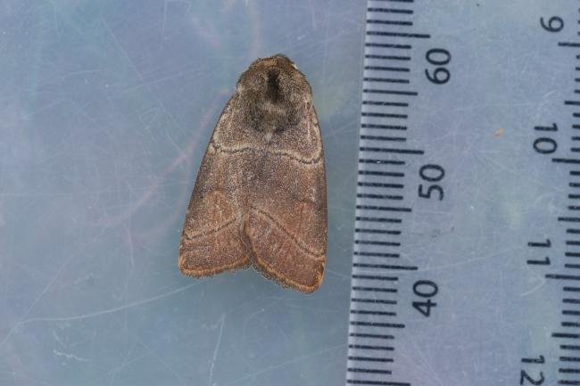 Treble Lines (Charanyca trigrammica), adult. Taken outside Durham (East Sussex), 06-06-2023. Copyright Christopher Blakey.