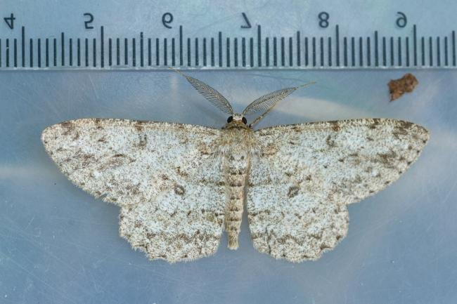 Pale Oak Beauty (Hypomecis punctinalis), adult. Taken outside Durham (Oxfordshire), 09-06-2023. Copyright Christopher Blakey.