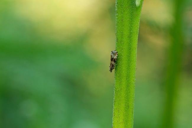 Celypha lacunana, adult. Felledge, 11-06-2023. Copyright Christopher Blakey.