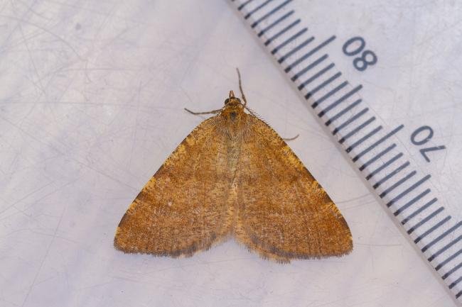 Rannoch Looper (Macaria brunneata), adult. Framwellgate Moor, 14-06-2023. Copyright Christopher Blakey.